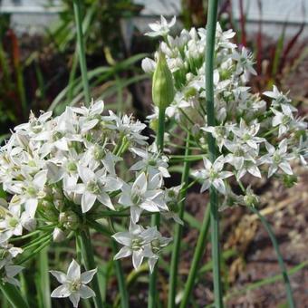 Allium tuberosum