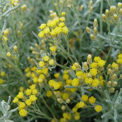 Kerrieplant - Helichrysum italicum