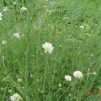 Scabiosa ochroleuca