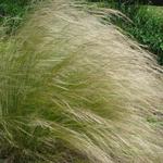 Stipa lessingiana - Stipa lessingiana - Stipa lessingiana