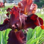 Iris germanica 'Sultan's Palace' - Baardiris, zwaardiris