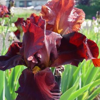 Iris germanica 'Sultan's Palace'