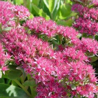 Sedum 'Carl'