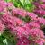 Sedum 'Carl'