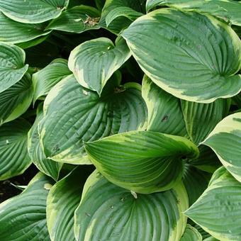 Hosta fortunei 'Aureomarginata'