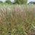 Miscanthus sinensis 'Ghana'