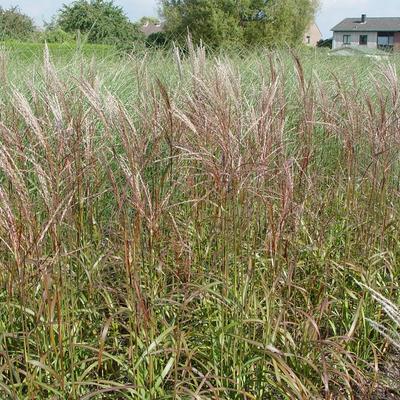 Prachtriet - Miscanthus sinensis 'Ghana'