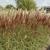 Miscanthus sinensis 'Nippon'