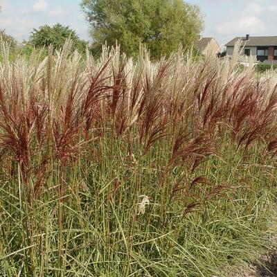  Prachtriet - Miscanthus sinensis 'Nippon'