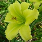 Daglelie - Hemerocallis 'Green Flutter'