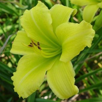 Hemerocallis 'Green Flutter'