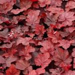 Heuchera 'Fire Chief' - Purperklokje