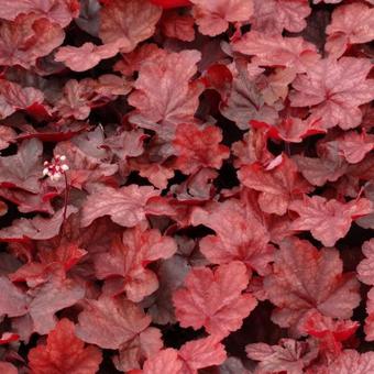 Heuchera 'Fire Chief'