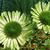 Echinacea purpurea 'Green Jewel'