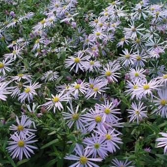 Aster pyrenaeus 'Lutetia'