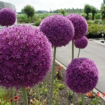 Allium giganteum