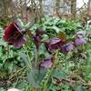 Nieskruid - Helleborus orientalis 'Blue LADY'