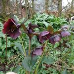 Helleborus orientalis 'Blue LADY' - Nieskruid