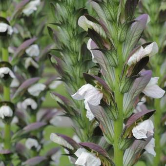 Acanthus hungaricus 'White Lips'