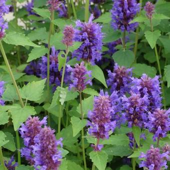 Agastache 'Blue Boa'