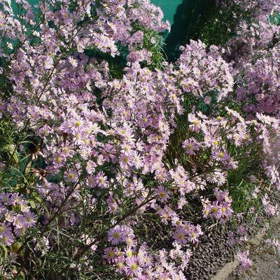 Aster - Aster 'Pink Star'