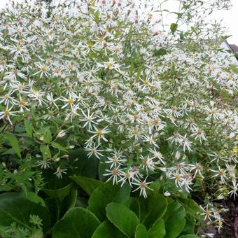 Aster divaricatus 'Tradescant'