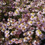 Aster ericoides 'Pink Cloud' - Heideaster