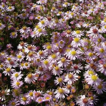 Aster ericoides 'Pink Cloud'