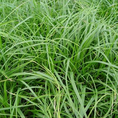 Zegge - Carex oshimensis 'JS Greenwell'