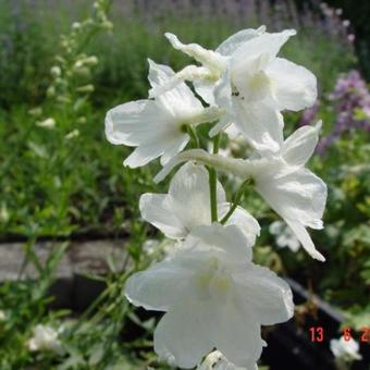 Delphinium 'Casa Blanca'