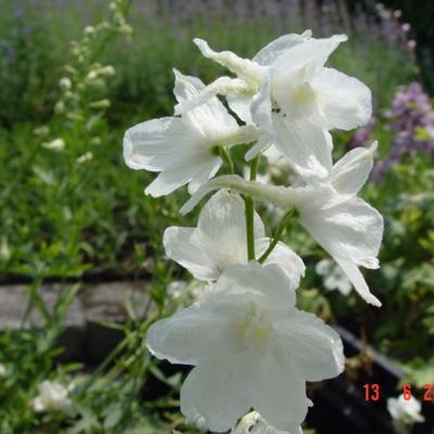 Ridderspoor - Delphinium 'Casa Blanca' 