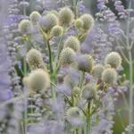 Eryngium yuccifolium - Yuccabladige kruisdistel