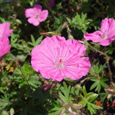 Ooievaarsbek - Geranium sanguineum 'Ankum's Pride'