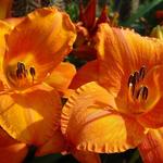 Hemerocallis 'Aten' - Daglelie