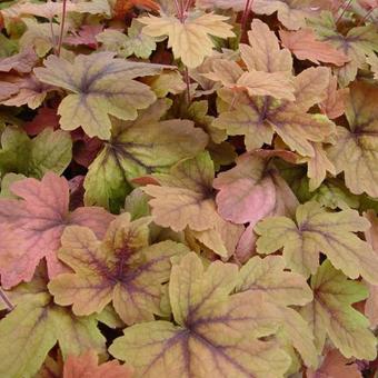 X Heucherella 'Sweet Tea'