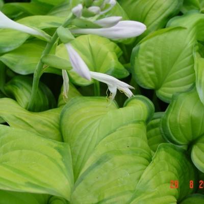 Hartlelie/Funkia - Hosta 'Guacamole'