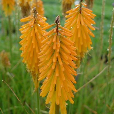 Vuurpijl, fakkellelie - Kniphofia 'Mango POPSICLE'