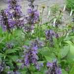 Nepeta kubanica - Kattekruid