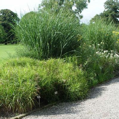 Vingergras - Panicum virgatum 'Cloud Nine'