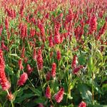 Persicaria amplexicaulis 'JS Delgado Macho' - Duizendknoop