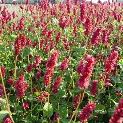 Duizendknoop - Persicaria amplexicaulis 'Lisan'