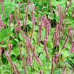 Persicaria amplexicaulis 'Seven Oaks Village' - Duizendknoop