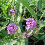 Verbena rigida - Ijzerhard