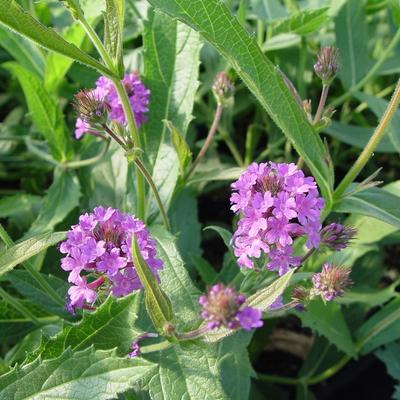 Verbena rigida - Ijzerhard