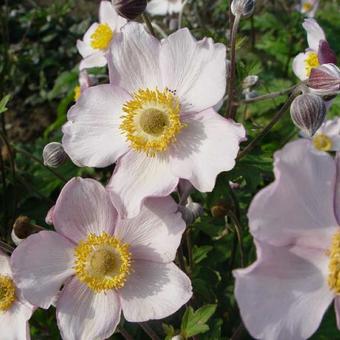 Anemone x hybrida 'Richard Ahrens'