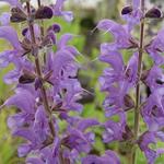 Salvia x sylvestris 'Rhapsody in Blue' - Salie