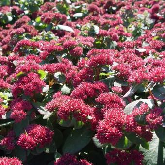 Sedum telephium 'Red Cauli'