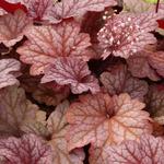 Heuchera 'Berry Smoothie' - Purperklokje