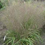 Eragrostis trichoides - Liefdesgras - Eragrostis trichoides