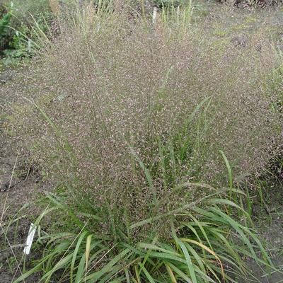 Eragrostis trichoides - Liefdesgras